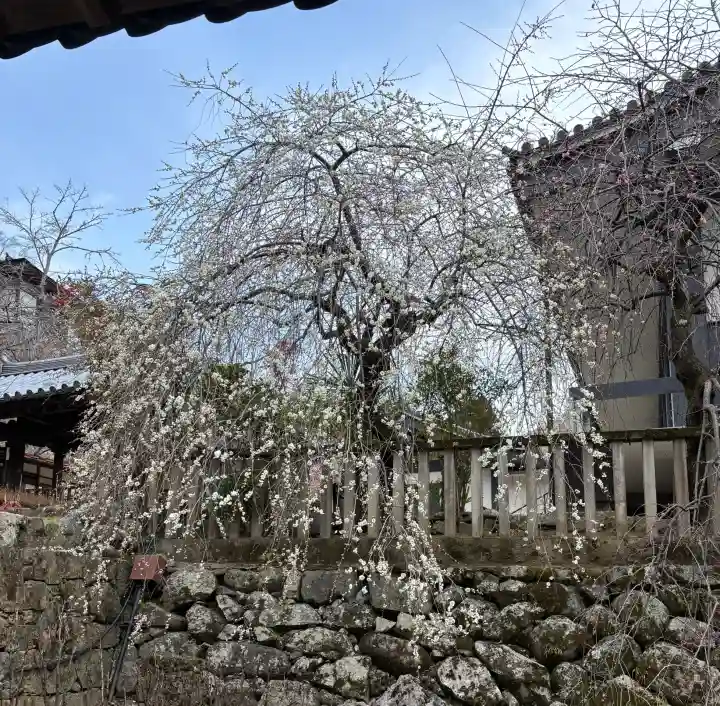 長谷寺の{uncategorized: "未分類", other: "その他", undefined: "問題あり", building: "その他建物", grave: "お墓", sacred_gate: "鳥居", guardian: "狛犬", statue: "像", buddha: "仏像", history: "歴史", nature: "自然", garden: "庭園", animal: "動物", pagoda: "塔", temizu: "手水舎", mountain_gate: "山門・神門", sanctuary: "本殿・本堂", subordinate: "末社・摂社", art: "芸術", scenery: "景色", jizo: "地蔵", ema: "絵馬", goshuin: "御朱印", omikuji: "おみくじ", items: "授与品その他", amulet: "お守り", goshuincho: "御朱印帳", eats: "食事", festival: "お祭り", votive_dance: "神楽", shichigosan: "七五三参", wedding: "結婚式", experience: "体験その他", initially: "初詣", around: "周辺", anti_infection: "感染症対策"}