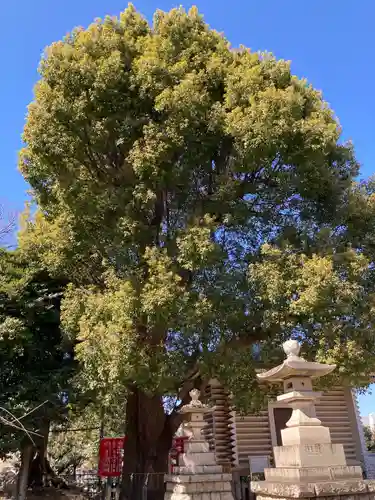 諏訪神社の自然