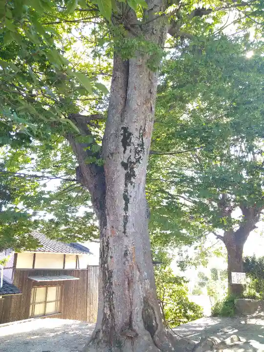 春日神社の自然