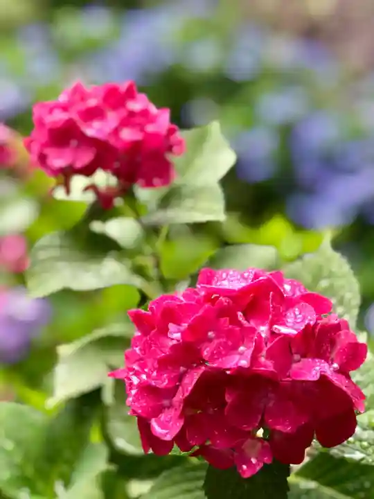 楽法寺(雨引観音)の自然