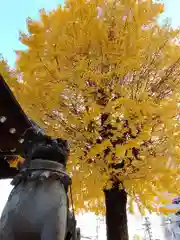 春日神社(熊本県)