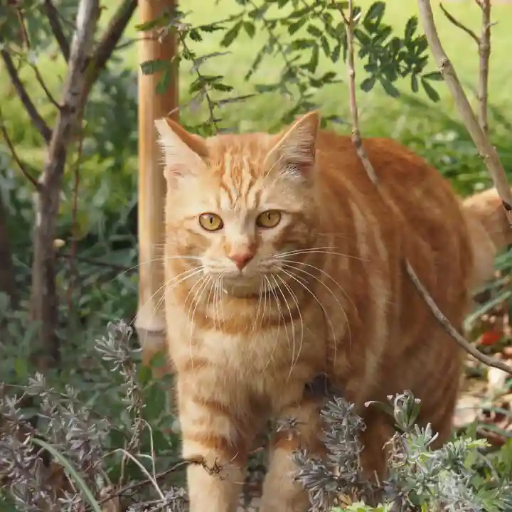 天王山 安楽寺(福井県)