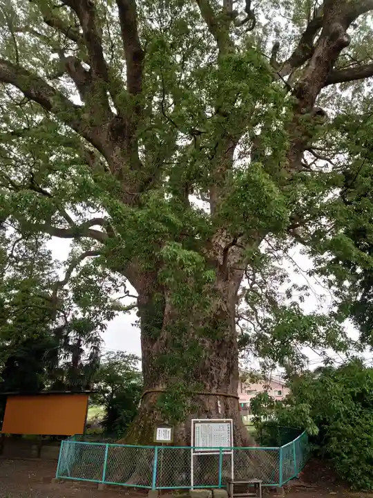 伊勢神明社の自然