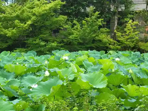法金剛院の自然
