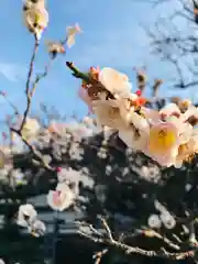 誉田八幡宮の自然