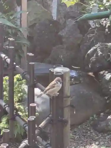 江島杉山神社(東京都)