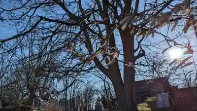 釧路一之宮 厳島神社のおみくじ