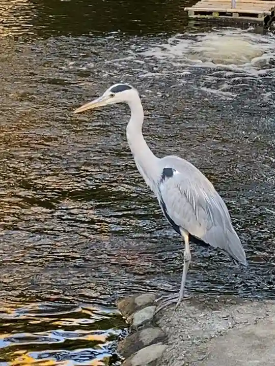 平塚八幡宮(神奈川県)