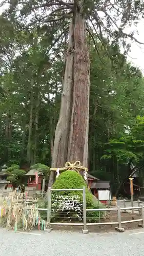 北口本宮冨士浅間神社の自然