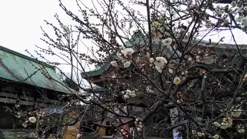 北野天満宮の自然