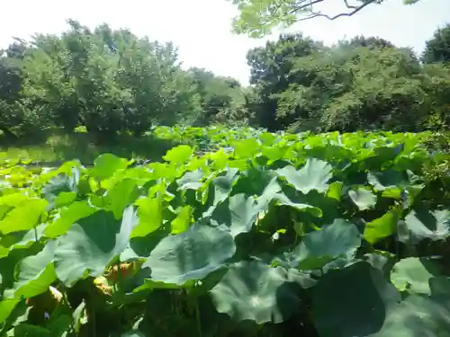 鶴岡八幡宮の庭園