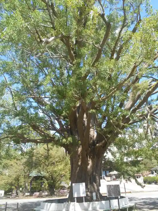 時宗総本山 遊行寺(正式:清浄光寺)の自然