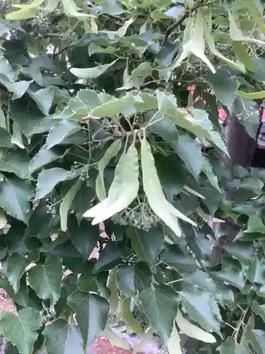 玉林寺（小牧観音）の自然