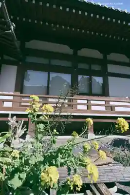 養源寺の自然