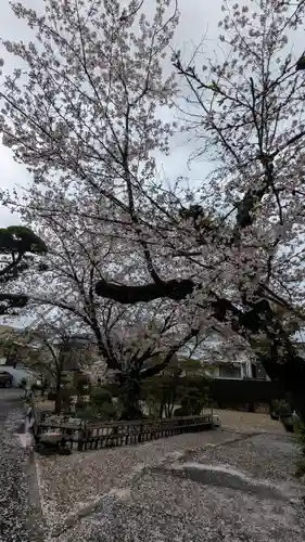 墨染寺（桜寺）(京都府)