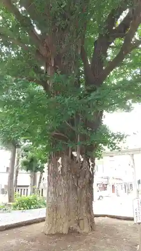 鳩森八幡神社の自然