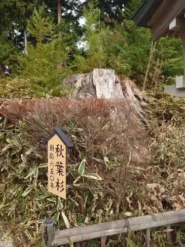 秋葉山本宮 秋葉神社 上社の自然