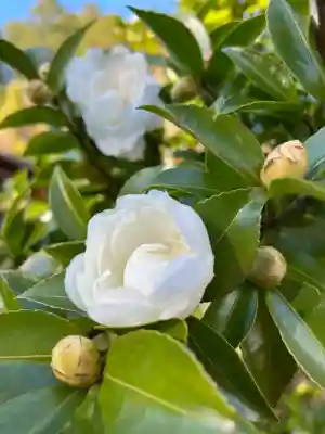 善水寺(滋賀県)