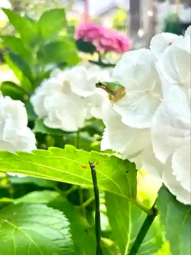 櫻井子安神社(千葉県)