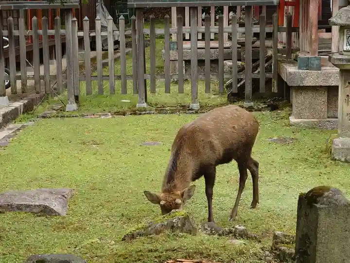 手向山八幡宮(奈良県)