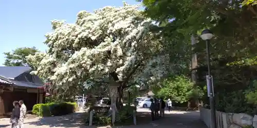 沙沙貴神社(滋賀県)