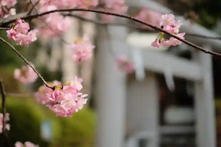 鳩森八幡神社の{uncategorized: "未分類", other: "その他", undefined: "問題あり", building: "その他建物", grave: "お墓", sacred_gate: "鳥居", guardian: "狛犬", statue: "像", buddha: "仏像", history: "歴史", nature: "自然", garden: "庭園", animal: "動物", pagoda: "塔", temizu: "手水舎", mountain_gate: "山門・神門", sanctuary: "本殿・本堂", subordinate: "末社・摂社", art: "芸術", scenery: "景色", jizo: "地蔵", ema: "絵馬", goshuin: "御朱印", omikuji: "おみくじ", items: "授与品その他", amulet: "お守り", goshuincho: "御朱印帳", eats: "食事", festival: "お祭り", votive_dance: "神楽", shichigosan: "七五三参", wedding: "結婚式", experience: "体験その他", initially: "初詣", around: "周辺", anti_infection: "感染症対策"}