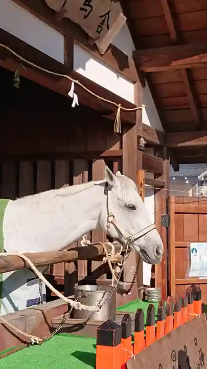 賀茂別雷神社(上賀茂神社)の動物