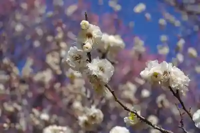 鹿嶋大明神の自然