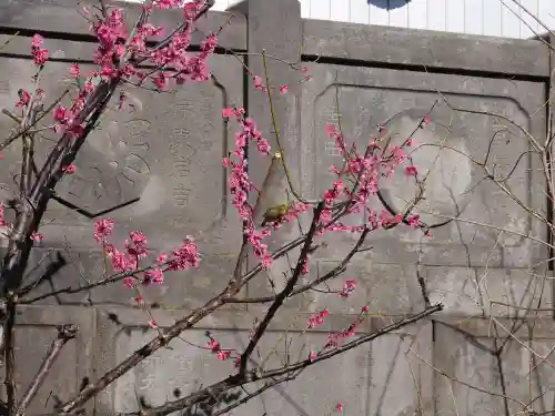 成田山深川不動堂（新勝寺東京別院）の自然