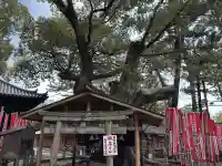楠珺社(住吉大社末社)(大阪府)