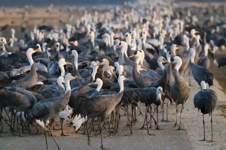 箱崎八幡神社の動物