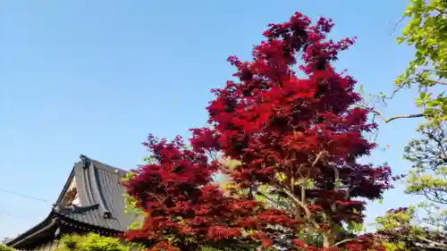 全龍寺(埼玉県)