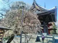 久遠寺の自然