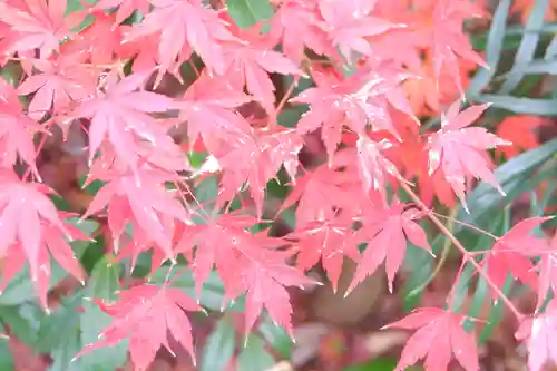 宇治神社の自然