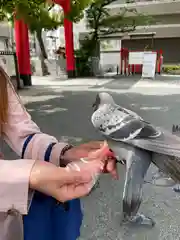 開口神社の動物