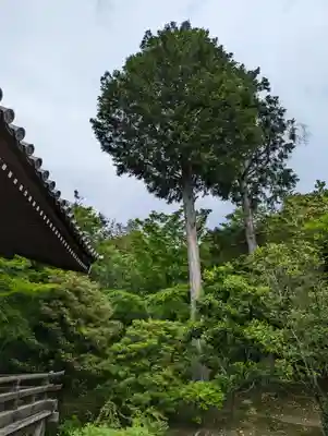 法金剛院(京都府)