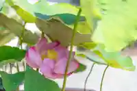 大久寺(神奈川県)