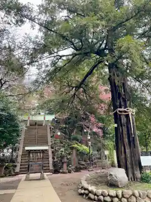 駒込富士神社(東京都)