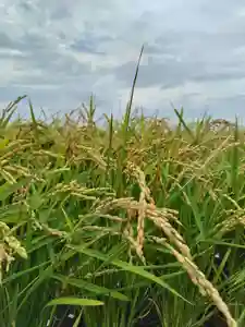 厚別神社(北海道)(2023年09月05日(火) 13時42分00秒投稿)