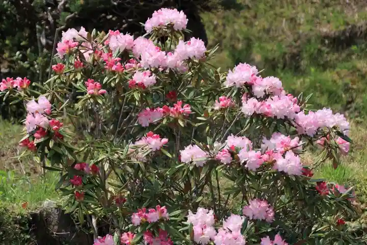 三春大神宮の自然
