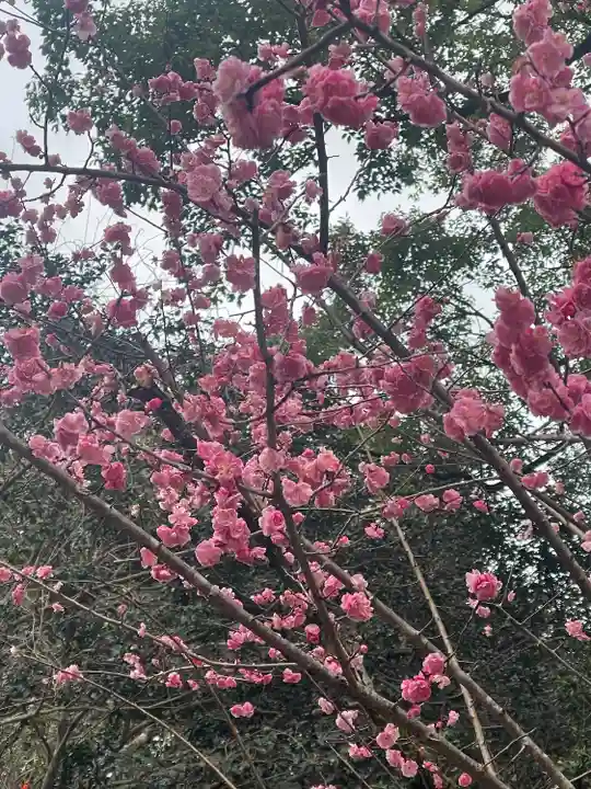 春日大社(奈良県)