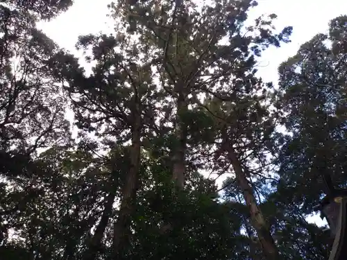 香取神社の自然