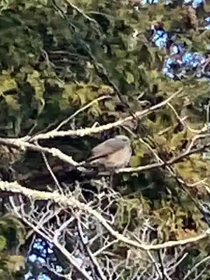 白子神社(千葉県)