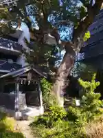 楠玉龍神(大阪府)