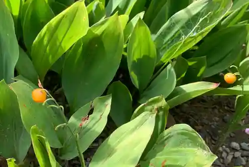 福井神社の自然