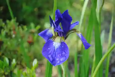 三春駒神社(福島県)