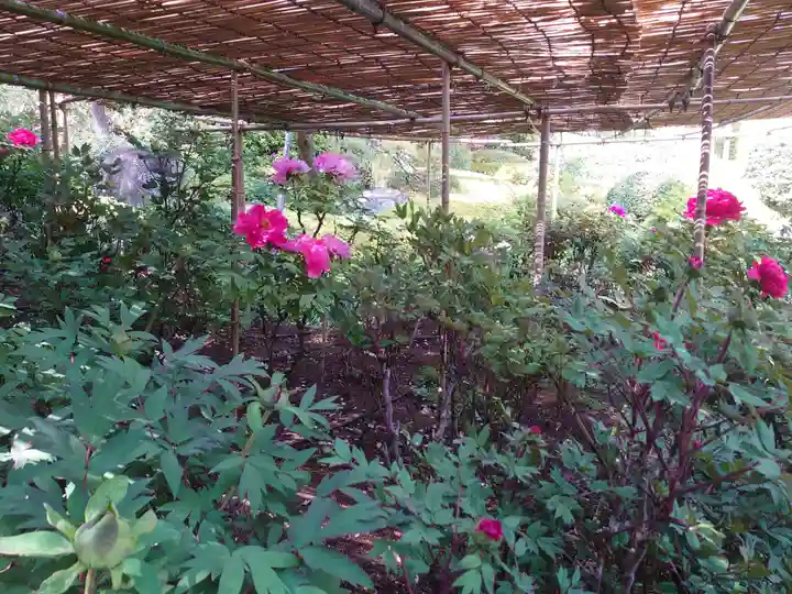 東長谷寺 薬王院の自然