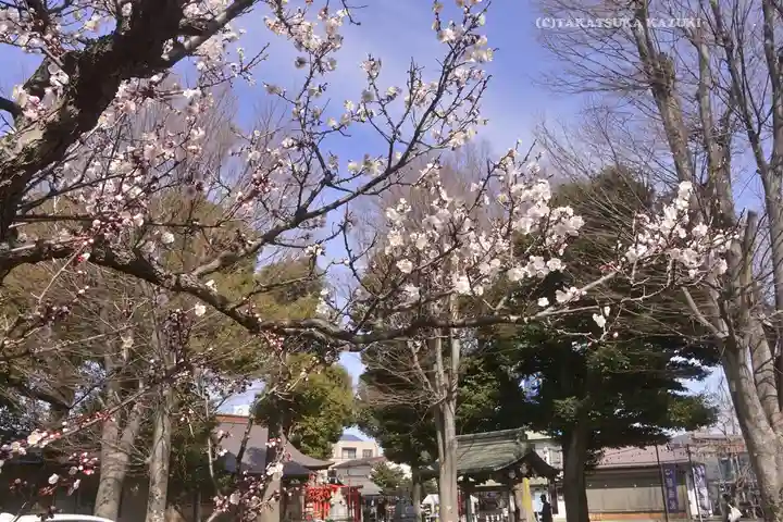 相模原氷川神社(神奈川県)