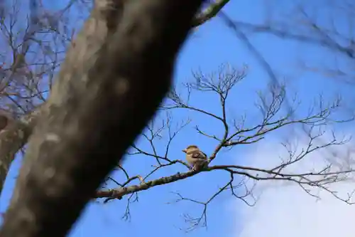 開成山大神宮の動物