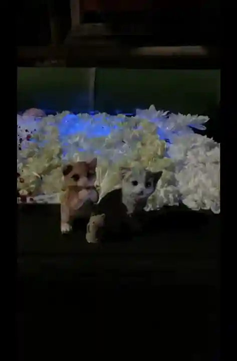 前玉神社の{uncategorized: "未分類", other: "その他", undefined: "問題あり", building: "その他建物", grave: "お墓", sacred_gate: "鳥居", guardian: "狛犬", statue: "像", buddha: "仏像", history: "歴史", nature: "自然", garden: "庭園", animal: "動物", pagoda: "塔", temizu: "手水舎", mountain_gate: "山門・神門", sanctuary: "本殿・本堂", subordinate: "末社・摂社", art: "芸術", scenery: "景色", jizo: "地蔵", ema: "絵馬", goshuin: "御朱印", omikuji: "おみくじ", items: "授与品その他", amulet: "お守り", goshuincho: "御朱印帳", eats: "食事", festival: "お祭り", votive_dance: "神楽", shichigosan: "七五三参", wedding: "結婚式", experience: "体験その他", initially: "初詣", around: "周辺", anti_infection: "感染症対策"}